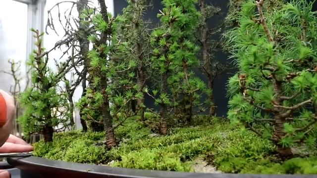 Pruning My Bog Forest and Repotting My Lantana, The Bonsai Zone, March 2023 смотреть онлайн