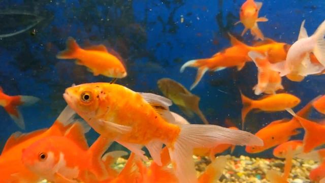 ? Красный ДЕКОРАТИВНЫЙ карась для пруда на даче, ЗИМУЕТ СУПЕР! смотреть онлайн