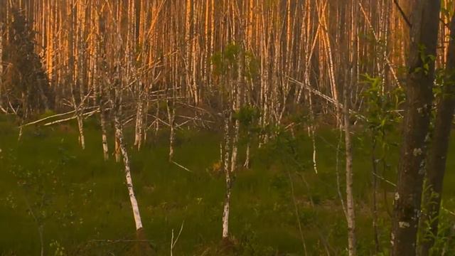 Лось! смотреть онлайн