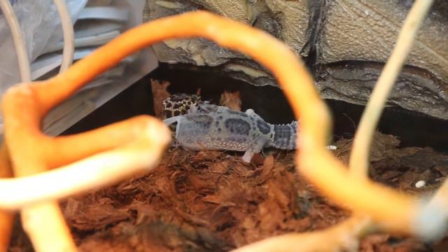 Линька эублефара смотреть онлайн