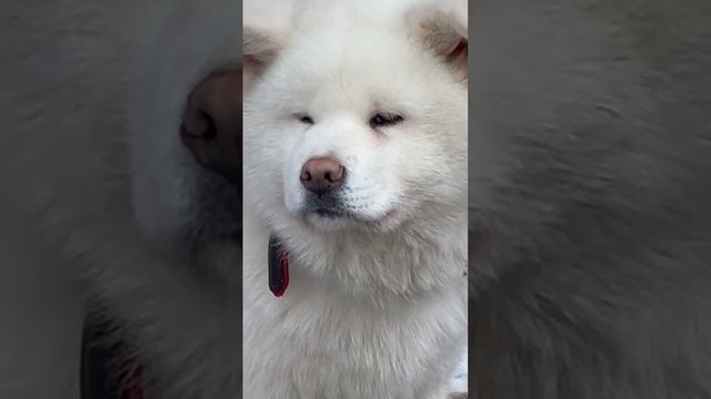 Какую собаки вы бы хотели ?#акита #акитаину #akita #другчеловека #собака смотреть онлайн