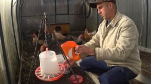 Курятник в теплице.  Возможно ли  содержать кур зимой в теплице.