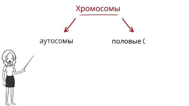 Хромосмы. Виды хромосом и их строение смотреть онлайн