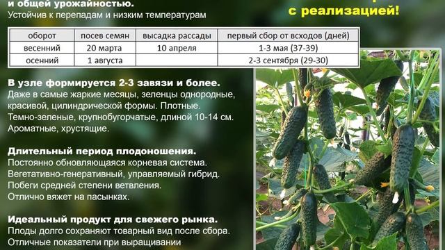 Огурец Лютояр F1. Разумный выбор, надежный гибрид! смотреть онлайн