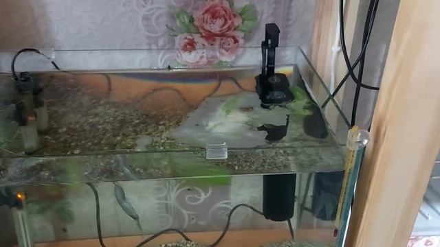 Гурами отнерестились. смотреть онлайн