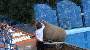 Театр морских животных "Акватория"