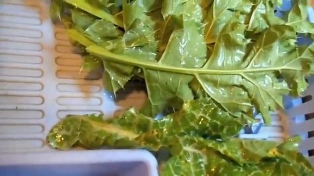 Расторопша уникальное растение для регенерации и детоксикации смотреть онлайн