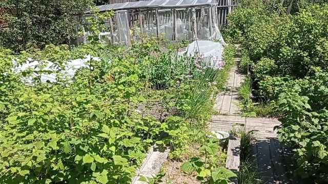 Поливаем на огороде. Готовим холодный суп СВЕКОЛЬНИК смотреть онлайн