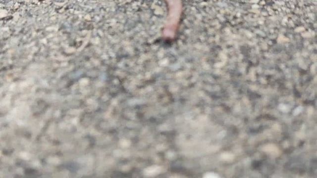 ?Улитка ест дождевого червяка смотреть онлайн