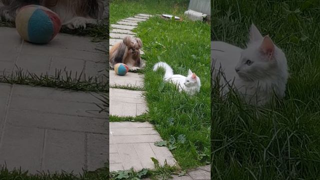 Белая котенок и шит-цу -как жить вместе смотреть онлайн