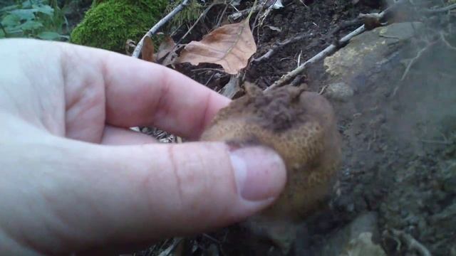 Lycoperdon perlatum - puffball смотреть онлайн