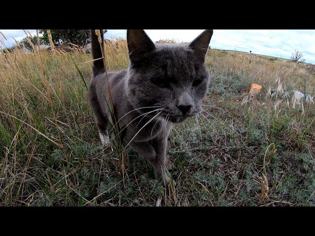 Мультик про металлокоп. Работы непочатый край. смотреть онлайн