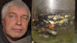 Видео про аквариумные рыбы гуппи. Рыбки гуппи плавают в банке