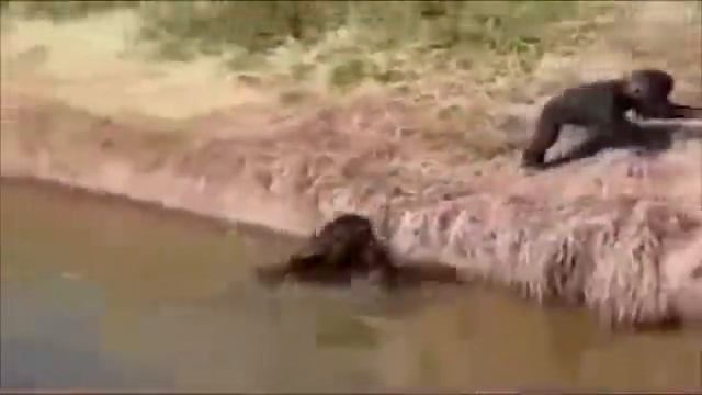 Топ 50 диких животных! Top 50 Savage Animals! смотреть онлайн