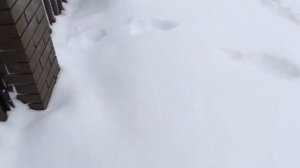 Фазан путешественник / Как поймать фазана / По следам сбежавшего фазана