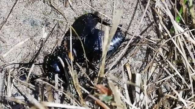 Звук Сверчка Ночью смотреть онлайн