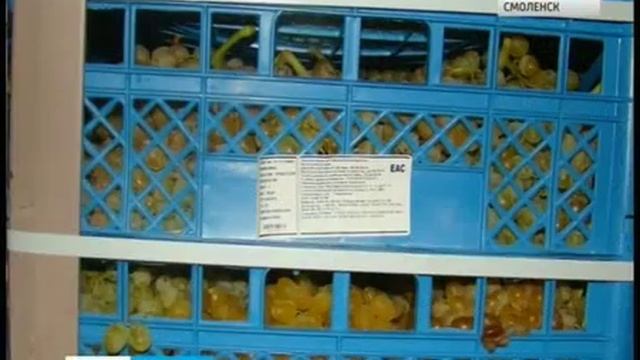 Смоленские таможенники пресекли ввоз нелегальной партии винограда смотреть онлайн