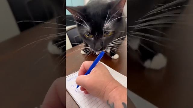 Kitty Soap Opera: Chapter 77... The Sass Mouth, Alcoholic, Catnip Dealer, and Pentecostal Kitties. смотреть онлайн