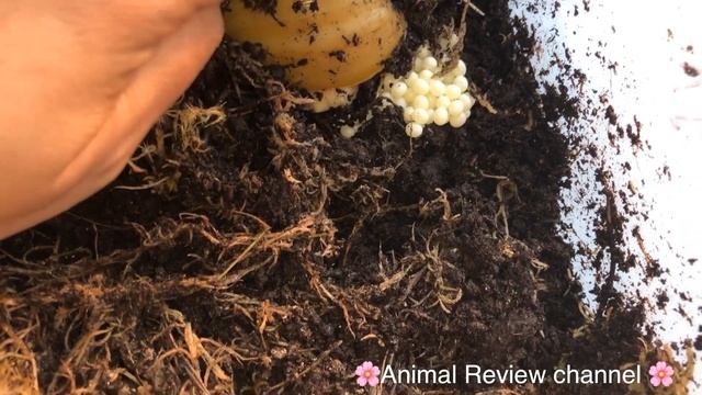 Как Улитка откладывает яйца смотреть онлайн