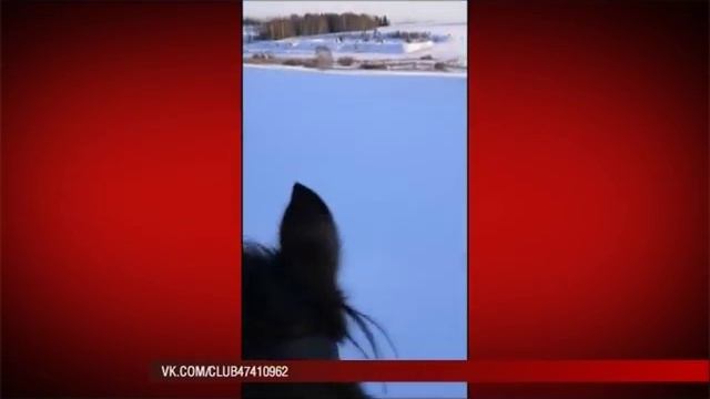 29 01 19 Житель Дебёсского района Удмуртии снял попавшего в яму лося смотреть онлайн