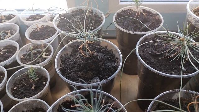 Сосна Желтая Скальная из семян. Часть 4. смотреть онлайн