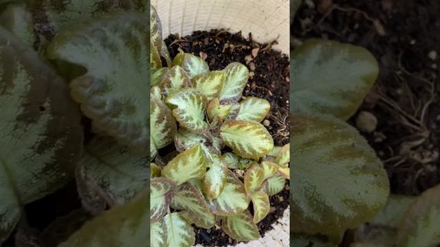 Reviving plants that compliment my orchid collection - episcias смотреть онлайн