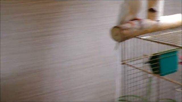 Вредные какарики смотреть онлайн