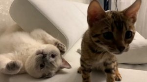 ВЗЯЛИ КОТЕНКА. Два кота в доме!!! Как подружить? Чем все закончилось? LIFE vlog