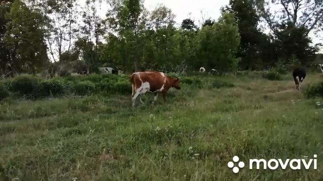 ПРОПОЛОЛИ ОГОРОД КАРТОШКИ, ВСЕ ПОБИЛО МОРОЗОМ!ПРИГОНЯЕМ СТАДО С ПАСТБИЩА!ЗИМА ПРИШЛА В ИЮНЕ НЕЖДАНН смотреть онлайн