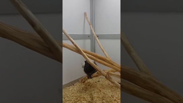 Белоухая игрунка. Продажа обезьянок. смотреть онлайн