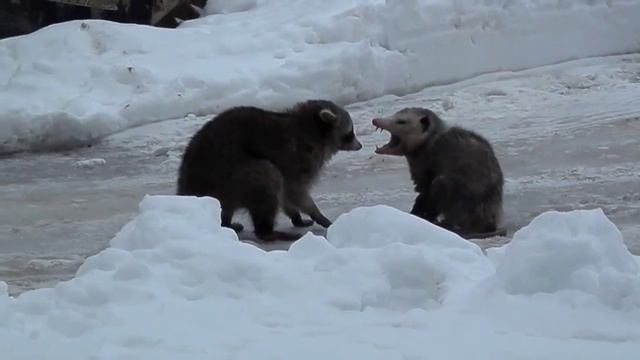 Енот против опоссума смотреть онлайн