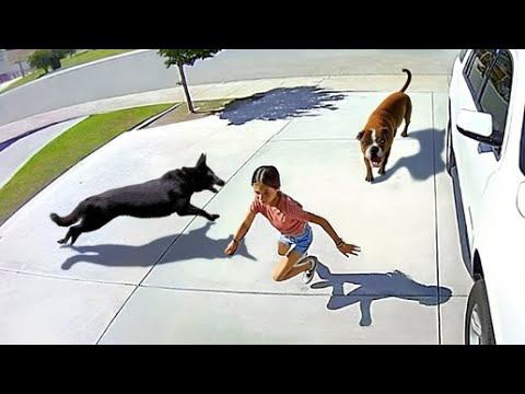 Животные СПАСАЮТ Людей! Топ 10 Животных Героев Спасших Жизни! смотреть онлайн