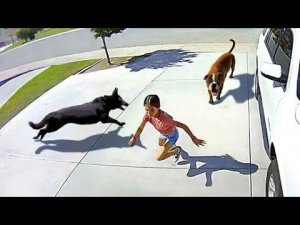 Животные СПАСАЮТ Людей! Топ 10 Животных Героев Спасших Жизни!