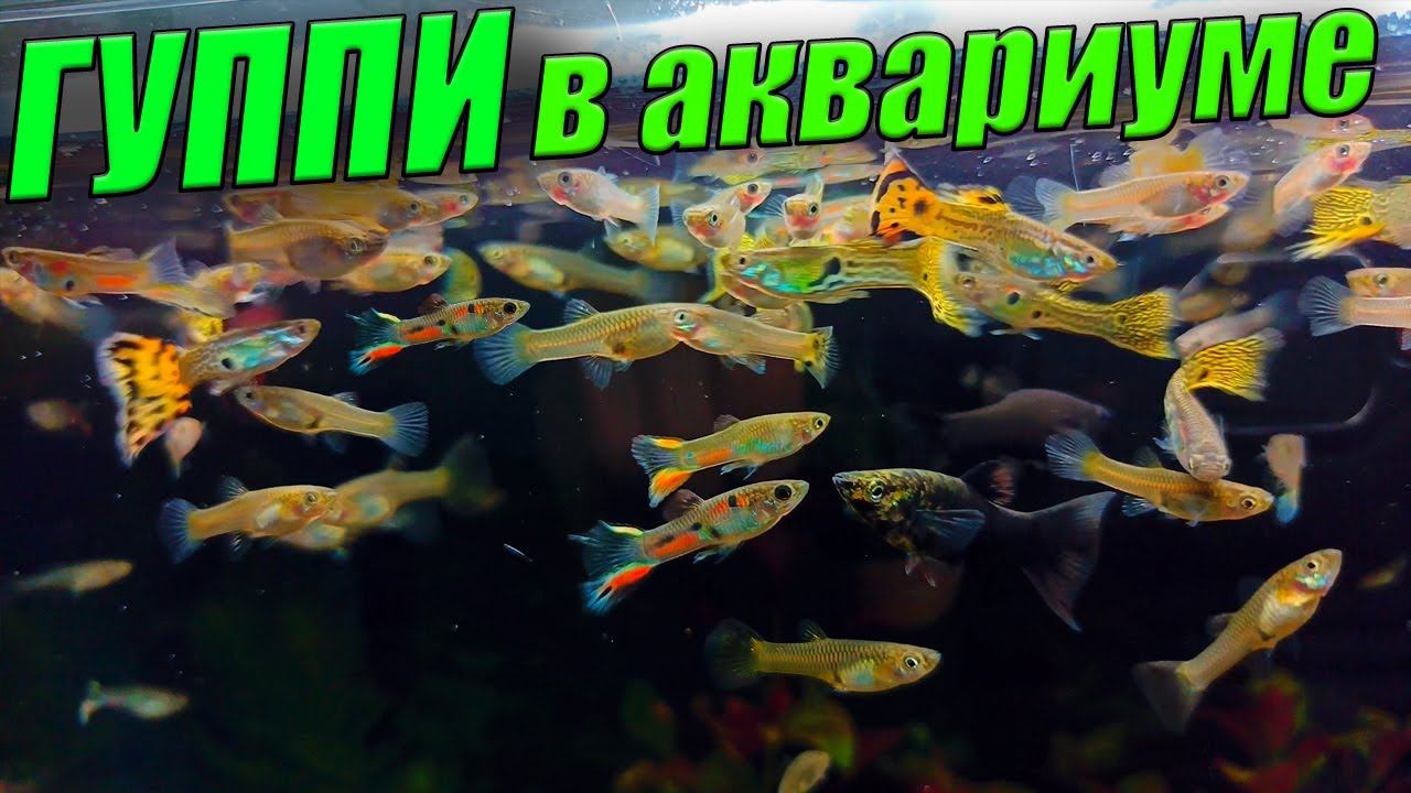 350 ГУППИ В АКВАРИУМЕ! Пересадка стаи гуппи в большой аквариум смотреть онлайн