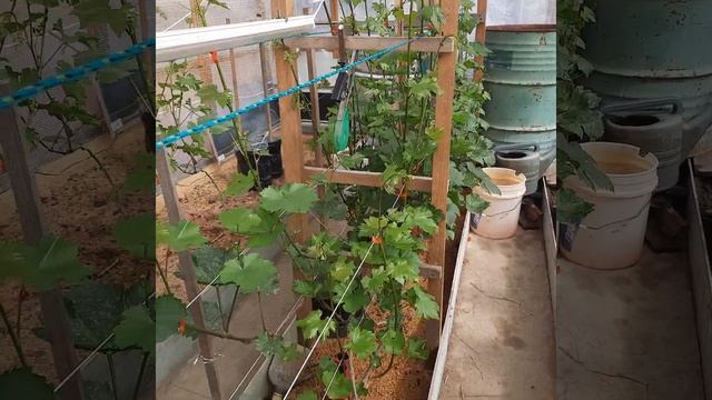 Виноград в Приморском крае! Подготовка к цветению?Теплица. 20.03.2023г смотреть онлайн