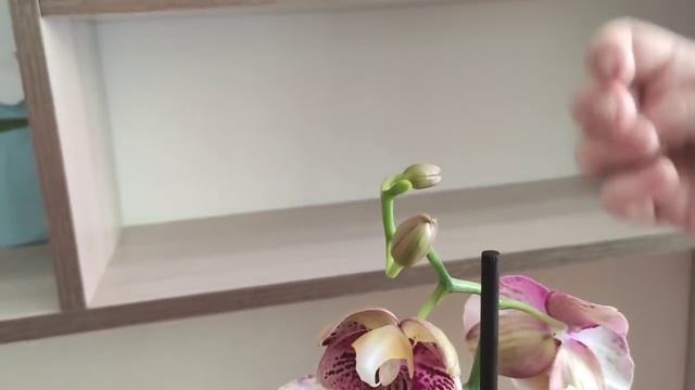 #Орхидеи почтой. Сразу две посылочки ?. Адекватный продавец решит любую ситуацию ☝️?