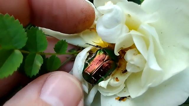 Насекомые на цветах шиповника 1 смотреть онлайн