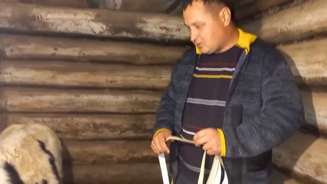 Быки на откорм. Вес быка Голштинской породы в 4 месяца#Бык#Теленок#откормбыков#кормдлябыков#КРС. смотреть онлайн