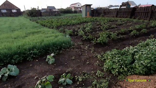 Арочный навес|делаю на даче арку 5 |прошёл град,побил урожай| смотреть онлайн