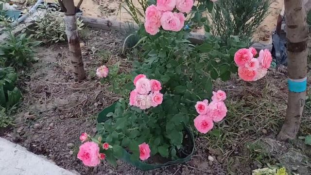 Роза Августа Луиза смотреть онлайн