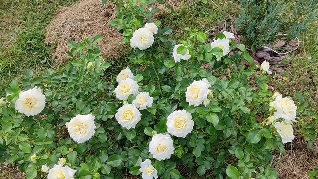 Роза Надя Мейяндекор - золушка моего сада!