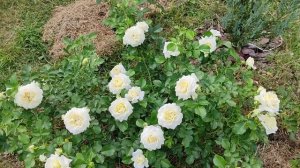 Роза Надя Мейяндекор - золушка моего сада!