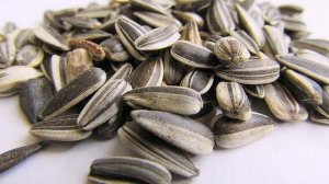 Как использовать шелуху от семечек как удобрение в огороде и саду?