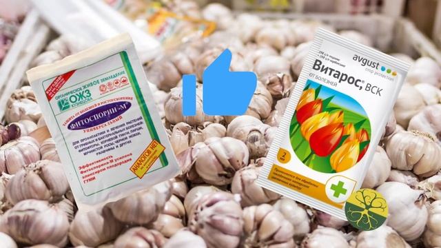 Тонкости посадки чеснока осенью ? Сажаем правильно! Инструкция по посадке озимого чеснока смотреть онлайн