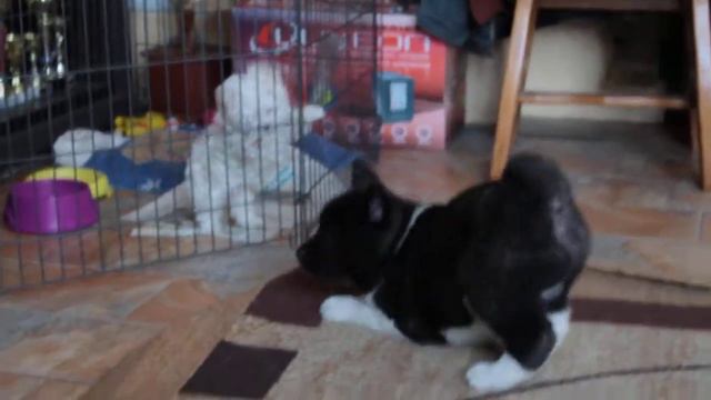 мальчик (boy) WINTERRAHILLS HIKARA RYUU (part 2) смотреть онлайн