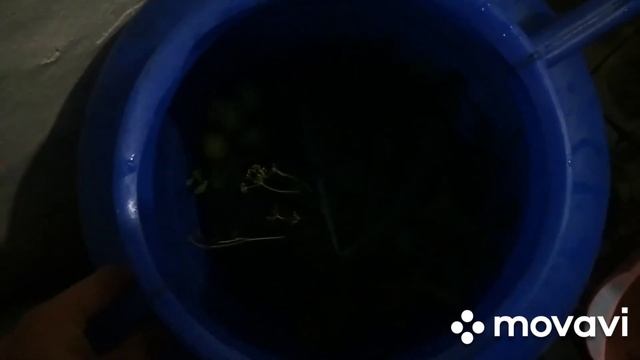 Арбузы в бочке солим смотреть онлайн