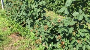 Ежевика 2 год после посадки. Первый вывод