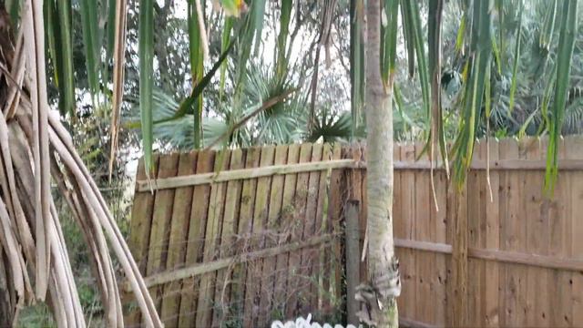 Pandanus monotheca - Not A Palm, But Possibly The Largest Solitary Headed Pandanus in the World. смотреть онлайн