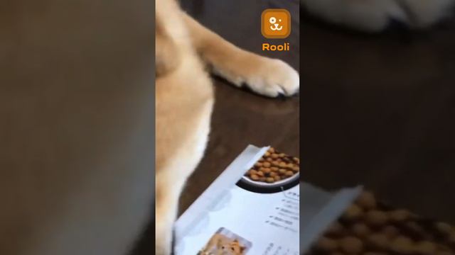 Голодная собачка #кормадлякошекисобак  #собаки  #корм #собакадругчеловека #питомцы