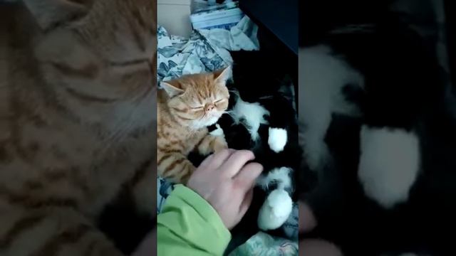 Котята поют песенки о любви. смотреть онлайн